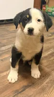 Patches , a male Australian Cattle Dog and Australian Shepherd for sale in Strasburg, VA – 2 of 2