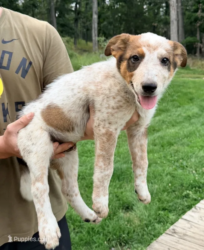 Duke – Australian Cattle Dog, Border Collie puppy for sale in Strasburg, VA
