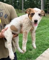 Duke, a male Australian Cattle Dog and Border Collie for sale in Strasburg, VA – 1 of 2