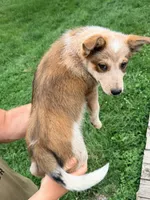 Jax, a male Australian Cattle Dog and Border Collie for sale in Strasburg, VA – 2 of 2