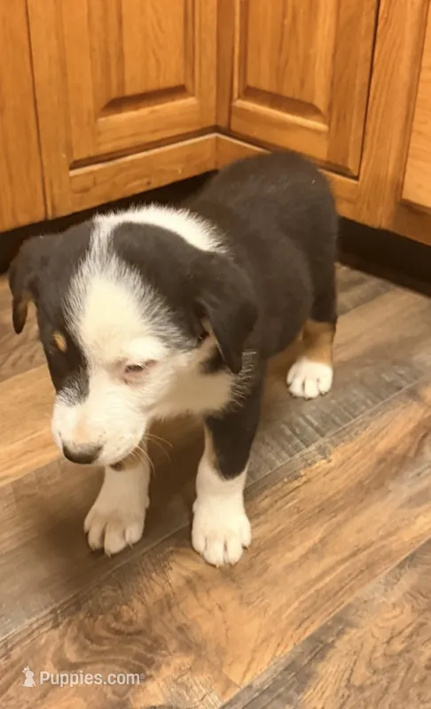 Patches  – Australian Cattle Dog, Australian Shepherd puppy for sale in Strasburg, VA