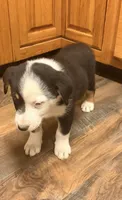 Patches , a male Australian Cattle Dog and Australian Shepherd for sale in Strasburg, VA – 1 of 2