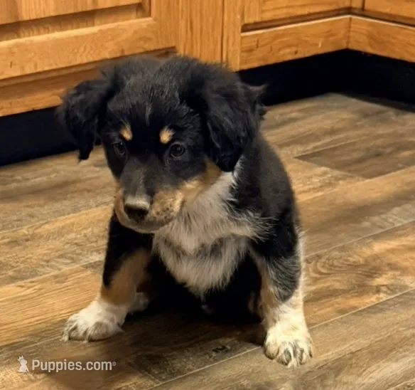 Hank – Australian Cattle Dog, Australian Shepherd puppy for sale in Strasburg, VA