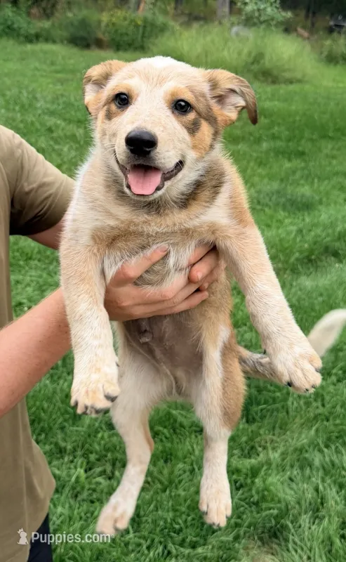 Jax – Australian Cattle Dog, Border Collie puppy for sale in Strasburg, VA