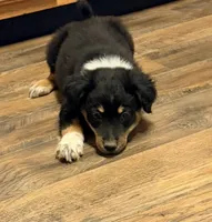 Hank, a male Australian Cattle Dog and Australian Shepherd for sale in Strasburg, VA – 2 of 2