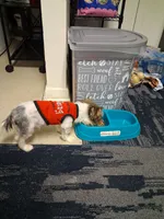 Kaiser, a male Yorkipoo for sale in Williamston, NC – 1 of 2