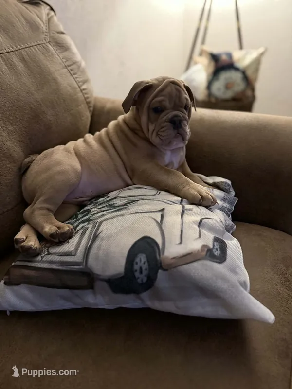trigger – English Bulldog, Olde English Bulldogge puppy for sale in Pekin, IL
