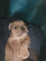 trigger, a male English Bulldog and Olde English Bulldogge for sale in Pekin, IL – 5 of 6