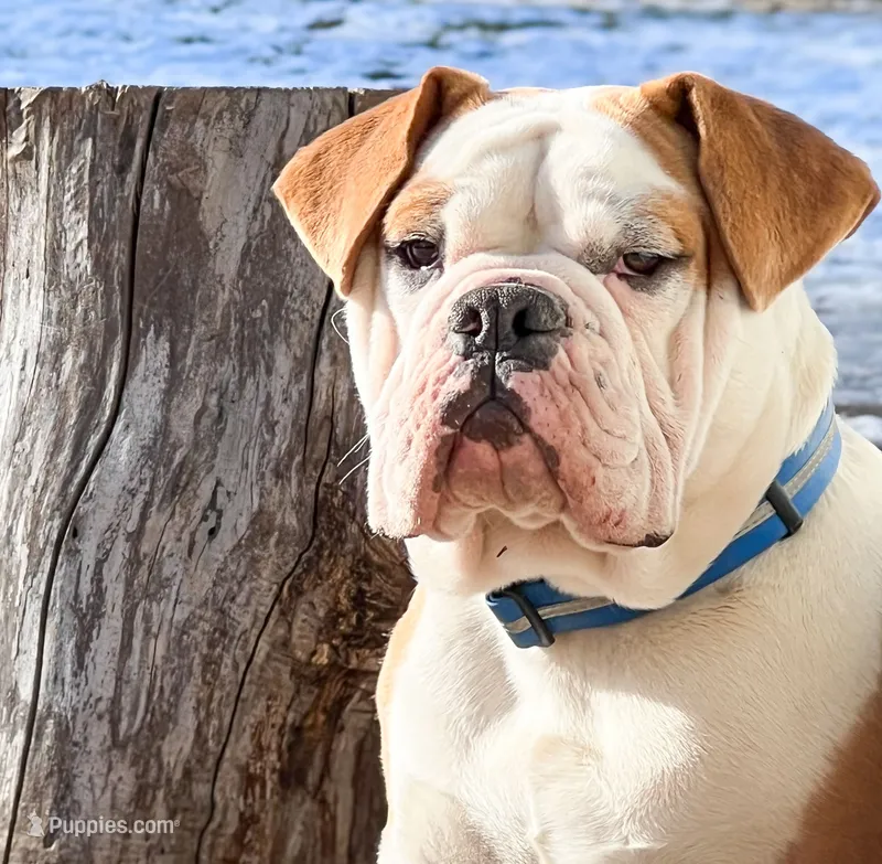havoc – Olde English Bulldogge puppy for sale in Pekin, IL