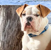 havoc, a male Olde English Bulldogge for sale in Pekin, IL – 1 of 1