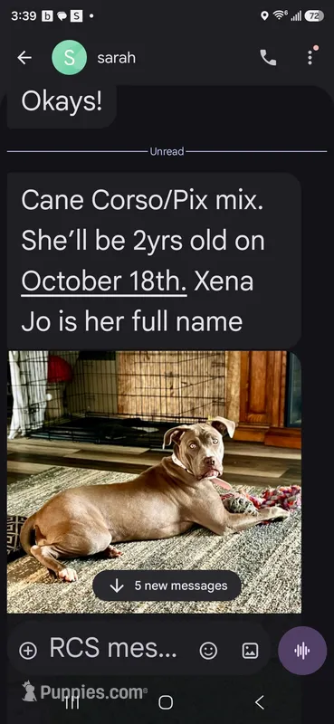 xena – Cane Corso puppy for sale in Pekin, IL