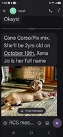 xena, a female Cane Corso for sale in Pekin, IL – 1 of 1