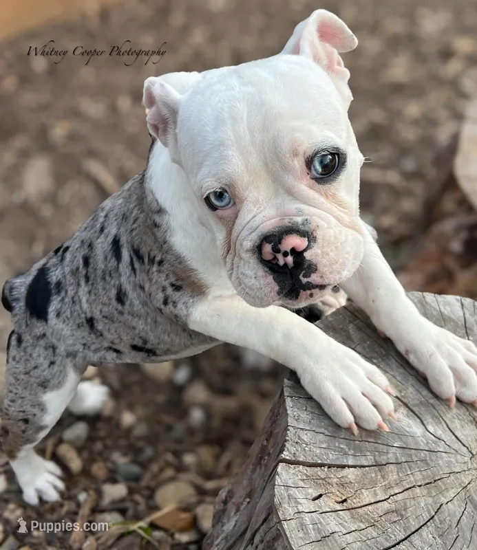 Precilla – English Bulldog puppy for sale in Pekin, IL