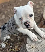 Precilla, a female English Bulldog for sale in Pekin, IL – 1 of 1