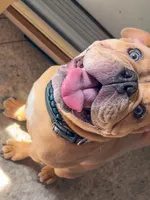 trigger, a male English Bulldog and Olde English Bulldogge for sale in Pekin, IL – 2 of 6