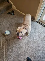 trigger, a male English Bulldog and Olde English Bulldogge for sale in Pekin, IL – 6 of 6