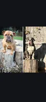 trigger, a male English Bulldog and Olde English Bulldogge for sale in Pekin, IL – 4 of 6
