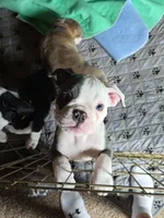 wonda, a female Olde English Bulldogge for sale in Pekin, IL – 1 of 1