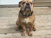 trigger, a male English Bulldog and Olde English Bulldogge for sale in Pekin, IL – 3 of 6