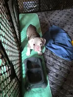 scarlet, a female Olde English Bulldogge for sale in Pekin, IL – 1 of 2
