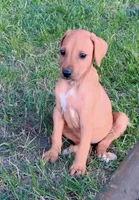 Lila, a male Rhodesian Ridgeback for sale in Decatur, IN – 3 of 4