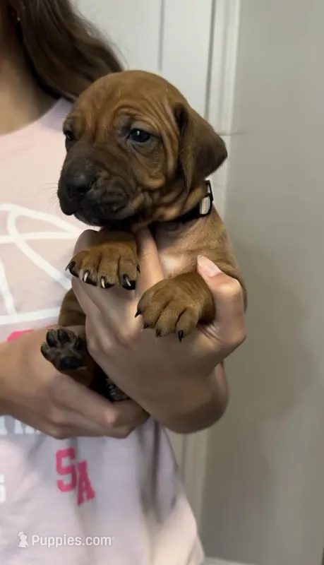 Kona – Rhodesian Ridgeback puppy for sale in Decatur, IN