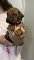 Kona, a female Rhodesian Ridgeback for sale in Decatur, IN – Photo 1 of 5