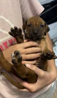 Kona, a female Rhodesian Ridgeback for sale in Decatur, IN – Photo 3 of 5