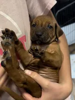 Kona, a female Rhodesian Ridgeback for sale in Decatur, IN – Photo 5 of 5
