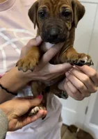 Kenzie, a female Rhodesian Ridgeback for sale in Decatur, IN – Photo 3 of 4
