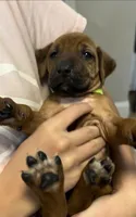 Kenzie, a female Rhodesian Ridgeback for sale in Decatur, IN – Photo 4 of 4