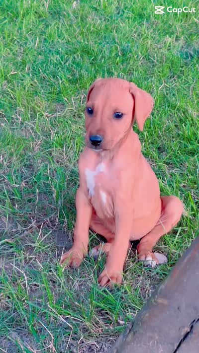 Lila, a male Rhodesian Ridgeback for sale in Decatur, IN – 4 of 4