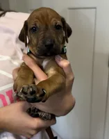 Kesha, a female Rhodesian Ridgeback for sale in Decatur, IN – Photo 2 of 5
