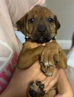 Kesha, a female Rhodesian Ridgeback for sale in Decatur, IN – Photo 4 of 5
