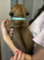 Kesha, a female Rhodesian Ridgeback for sale in Decatur, IN – Photo 3 of 5