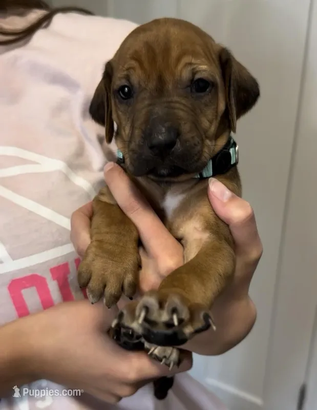 Kesha – Rhodesian Ridgeback puppy for sale in Decatur, IN