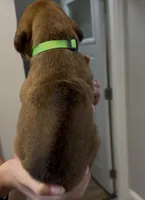 Kenna, a female Rhodesian Ridgeback for sale in Decatur, IN – Photo 4 of 4