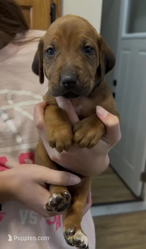 Kenna, a female Rhodesian Ridgeback for sale in Decatur, IN – Photo 1 of 4