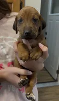 Kenna, a female Rhodesian Ridgeback for sale in Decatur, IN – Photo 1 of 4