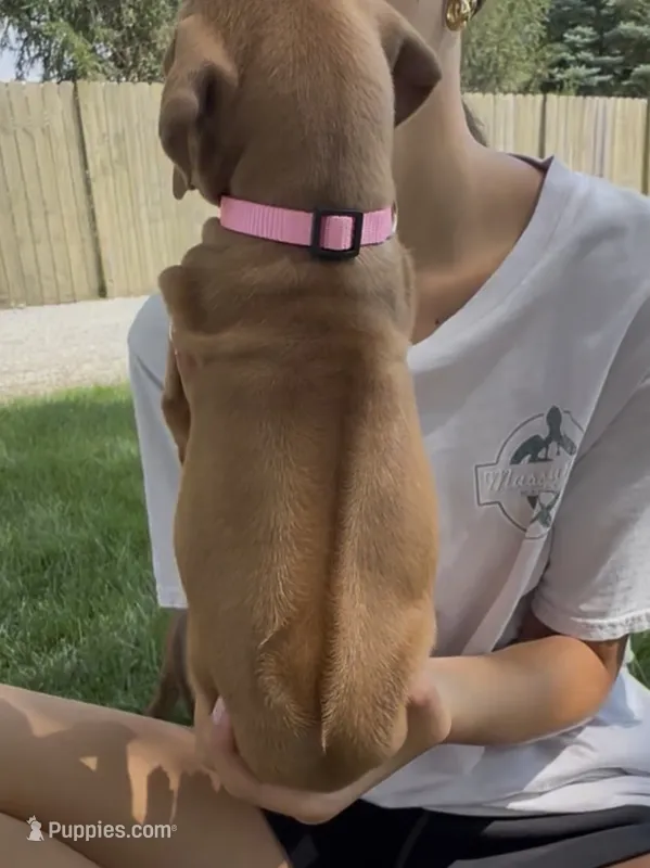 Lila – Rhodesian Ridgeback puppy for sale in Decatur, IN