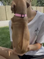 Lila, a male Rhodesian Ridgeback for sale in Decatur, IN – 1 of 4