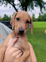 Lila, a male Rhodesian Ridgeback for sale in Decatur, IN – 2 of 4