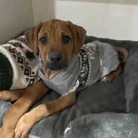 Mae, a female Rhodesian Ridgeback for sale in Decatur, IN – Photo 1 of 5