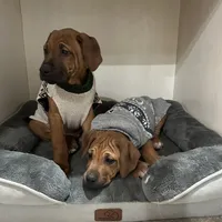 Mae, a female Rhodesian Ridgeback for sale in Decatur, IN – Photo 3 of 5