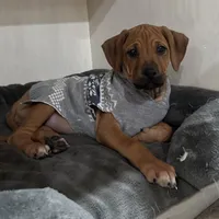 Mae, a female Rhodesian Ridgeback for sale in Decatur, IN – Photo 4 of 5