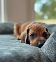 Mae, a female Rhodesian Ridgeback for sale in Decatur, IN – Photo 2 of 5