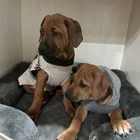 Mae, a female Rhodesian Ridgeback for sale in Decatur, IN – Photo 5 of 5