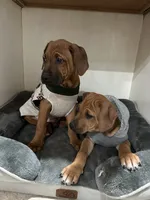 Mae, a female Rhodesian Ridgeback for sale in Decatur, IN – Photo 5 of 5