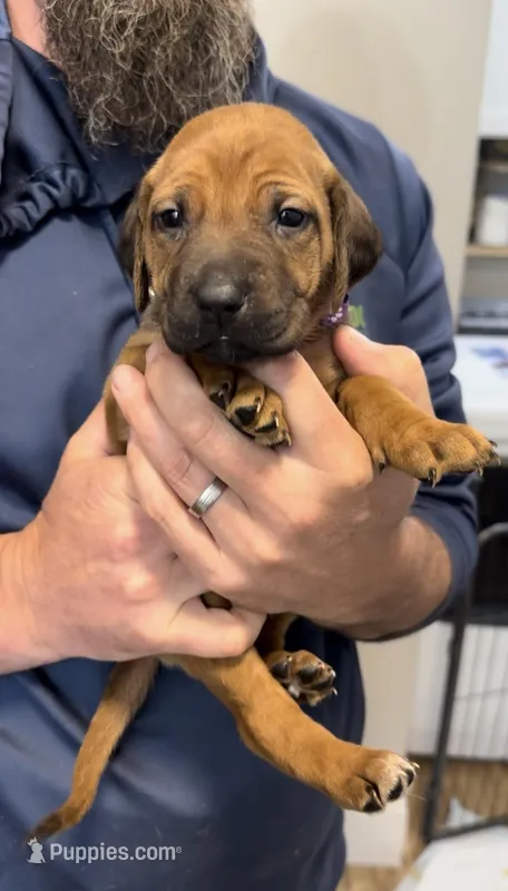Kierra – Rhodesian Ridgeback puppy for sale in Decatur, IN