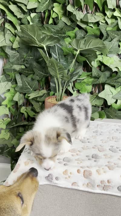 Merle Female, a female Cardigan Welsh Corgi for sale in White House, TN – 6 of 6